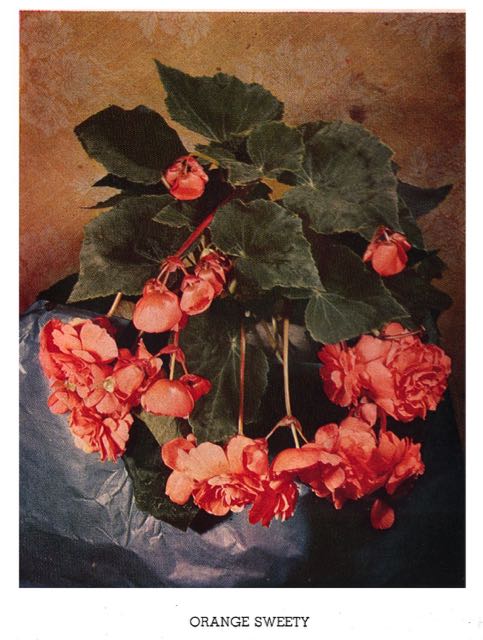 B. ‘Orange Sweety’